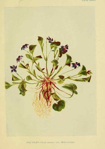 Reproducción/Reproduction 7248373166: How to know the wild flowers :. New York :Scribner's,1893.