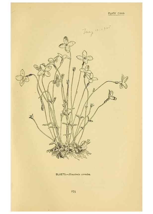 Reproducción/Reproduction 7248373758: How to know the wild flowers :. New York :Scribner's,1893.