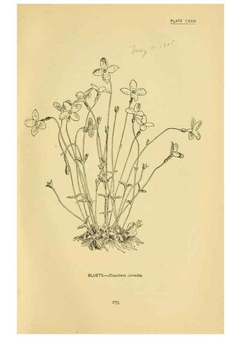 Reproducción/Reproduction 7248373758: How to know the wild flowers :. New York :Scribner's,1893.
