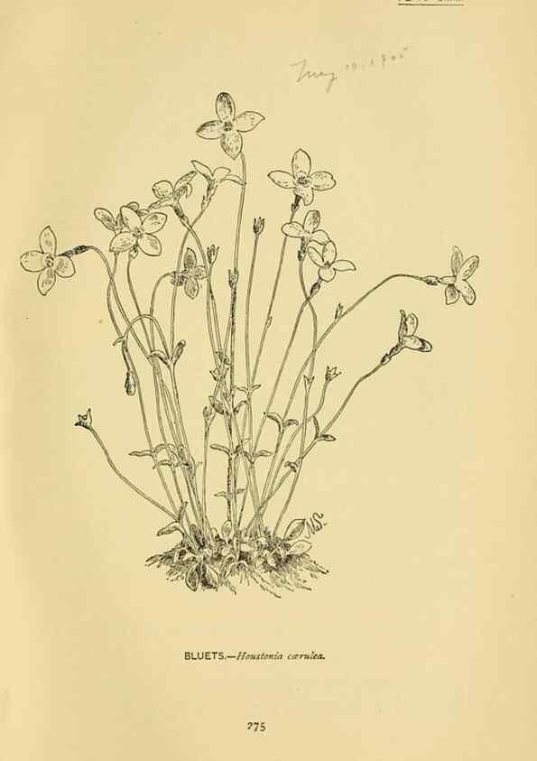 Reproducción/Reproduction 7248373758: How to know the wild flowers :. New York :Scribner's,1893.