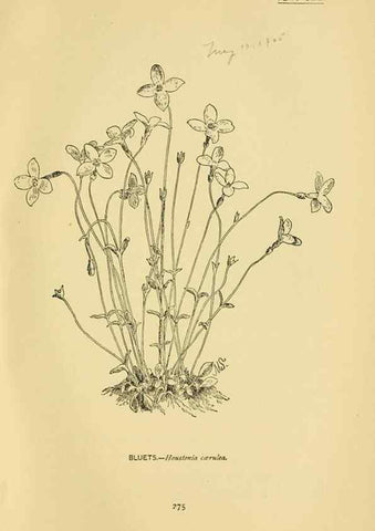 Reproducción/Reproduction 7248373758: How to know the wild flowers :. New York :Scribner's,1893.