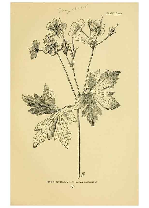 Reproducción/Reproduction 7248374386: How to know the wild flowers :. New York :Scribner's,1893.
