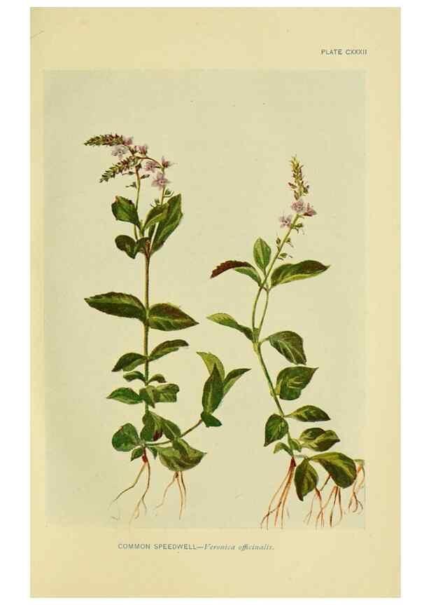 Reproducción/Reproduction 7248375358: How to know the wild flowers :. New York :Scribner's,1893.