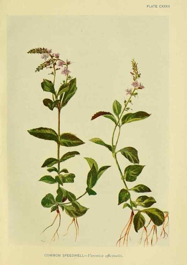 Reproducción/Reproduction 7248375358: How to know the wild flowers :. New York :Scribner's,1893.