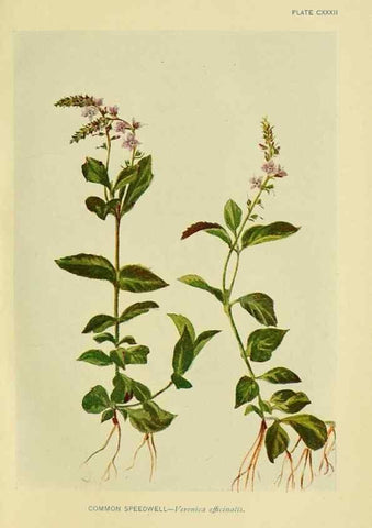 Reproducción/Reproduction 7248375358: How to know the wild flowers :. New York :Scribner's,1893.