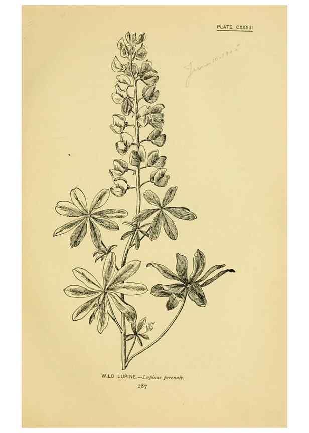 Reproducción/Reproduction 7248375972: How to know the wild flowers :. New York :Scribner's,1893.