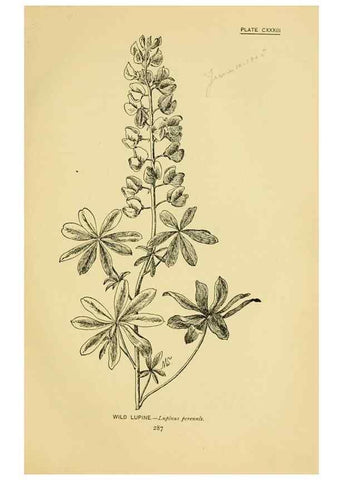 Reproducción/Reproduction 7248375972: How to know the wild flowers :. New York :Scribner's,1893.