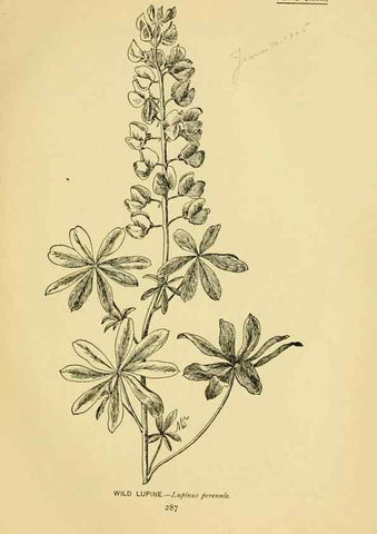 Reproducción/Reproduction 7248375972: How to know the wild flowers :. New York :Scribner's,1893.