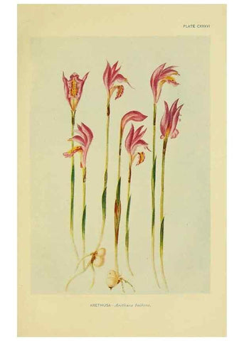 Reproducción/Reproduction 7248377626: How to know the wild flowers :. New York :Scribner's,1893.