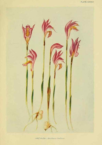 Reproducción/Reproduction 7248377626: How to know the wild flowers :. New York :Scribner's,1893.