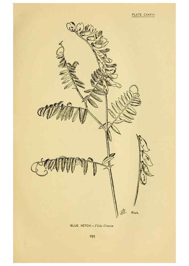 Reproducción/Reproduction 7248378222: How to know the wild flowers :. New York :Scribner's,1893.