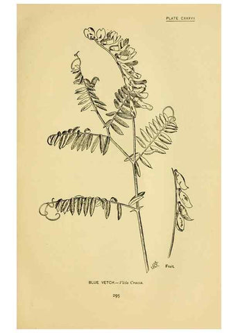 Reproducción/Reproduction 7248378222: How to know the wild flowers :. New York :Scribner's,1893.