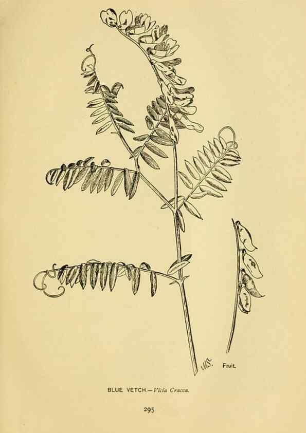 Reproducción/Reproduction 7248378222: How to know the wild flowers :. New York :Scribner's,1893.