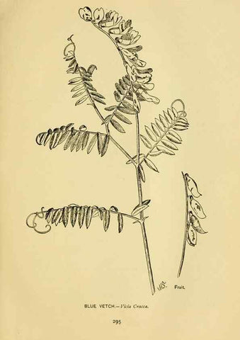 Reproducción/Reproduction 7248378222: How to know the wild flowers :. New York :Scribner's,1893.