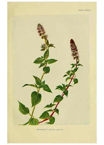 Reproducción/Reproduction 7248378740: How to know the wild flowers :. New York :Scribner's,1893.