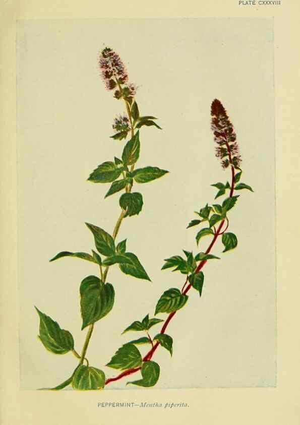 Reproducción/Reproduction 7248378740: How to know the wild flowers :. New York :Scribner's,1893.
