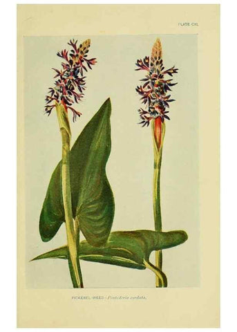 Reproducción/Reproduction 7248379926: How to know the wild flowers :. New York :Scribner's,1893.