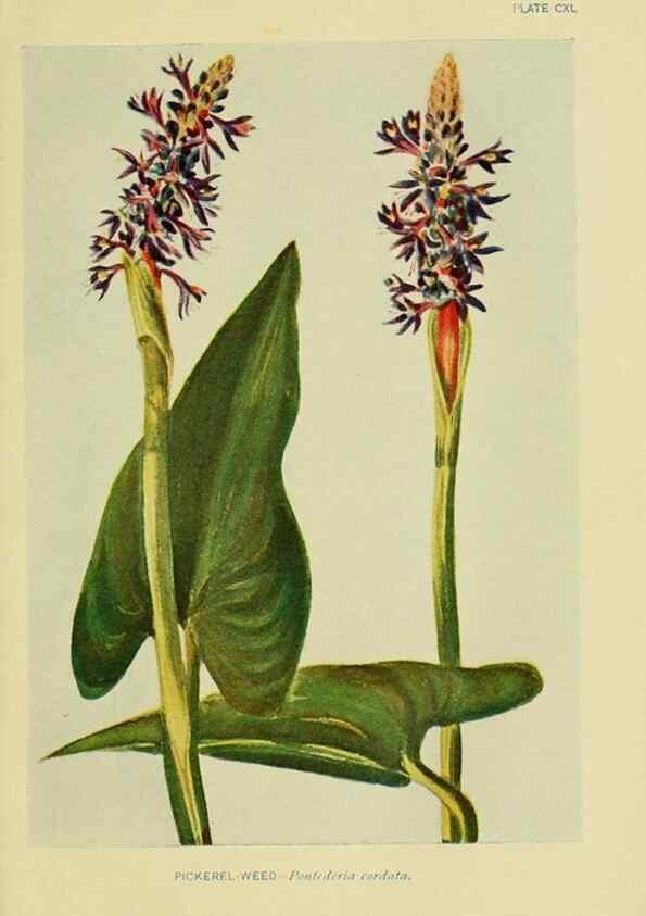 Reproducción/Reproduction 7248379926: How to know the wild flowers :. New York :Scribner's,1893.