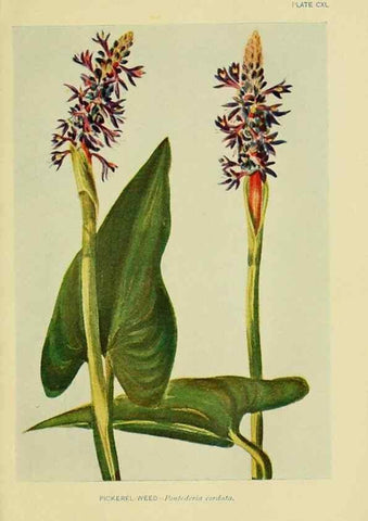 Reproducción/Reproduction 7248379926: How to know the wild flowers :. New York :Scribner's,1893.