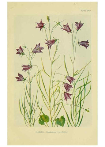 Reproducción/Reproduction 7248380722: How to know the wild flowers :. New York :Scribner's,1893.