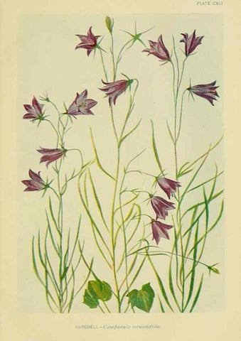 Reproducción/Reproduction 7248380722: How to know the wild flowers :. New York :Scribner's,1893.