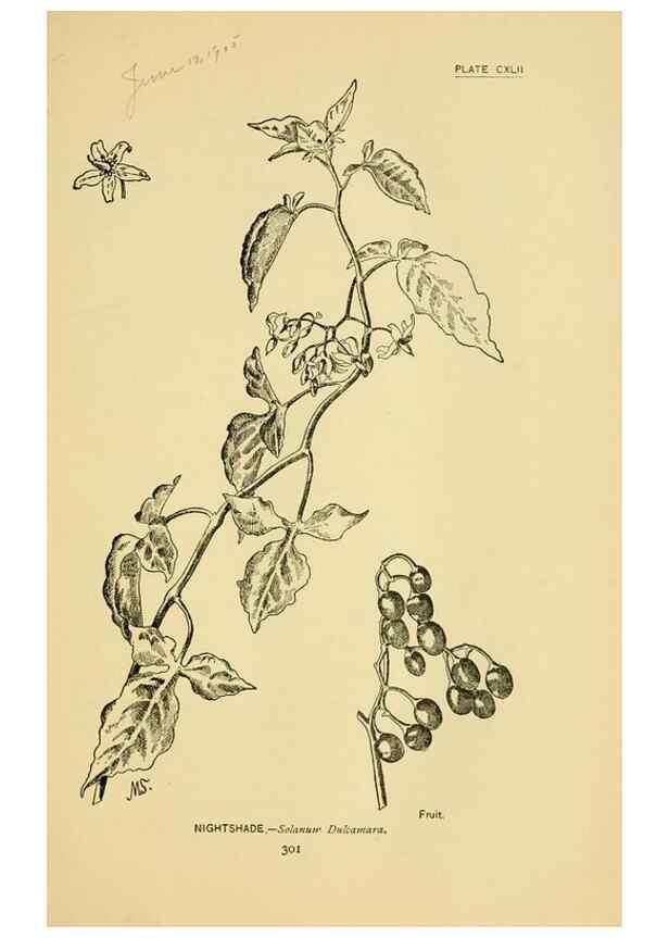 Reproducción/Reproduction 7248381270: How to know the wild flowers :. New York :Scribner's,1893.