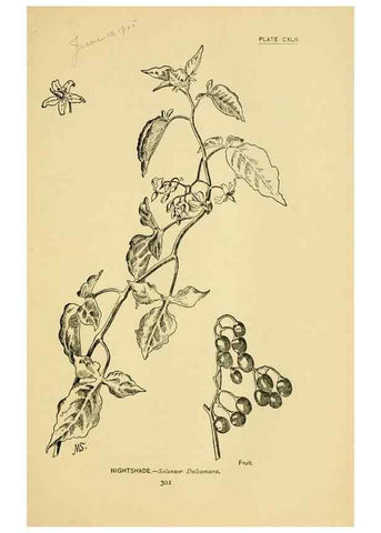 Reproducción/Reproduction 7248381270: How to know the wild flowers :. New York :Scribner's,1893.
