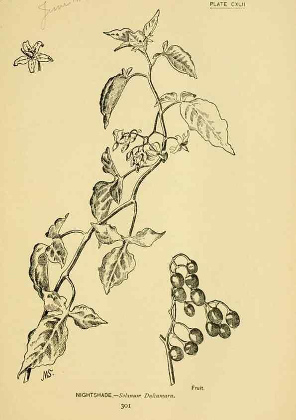 Reproducción/Reproduction 7248381270: How to know the wild flowers :. New York :Scribner's,1893.
