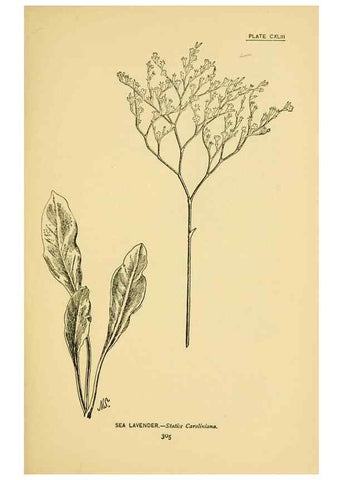 Reproducción/Reproduction 7248381858: How to know the wild flowers :. New York :Scribner's,1893.