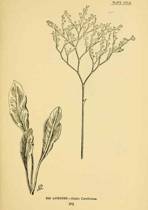 Reproducción/Reproduction 7248381858: How to know the wild flowers :. New York :Scribner's,1893.
