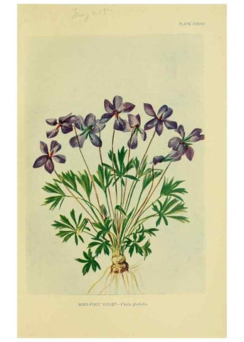 Reproducción/Reproduction 7248372460: How to know the wild flowers :. New York :Scribner's,1893.