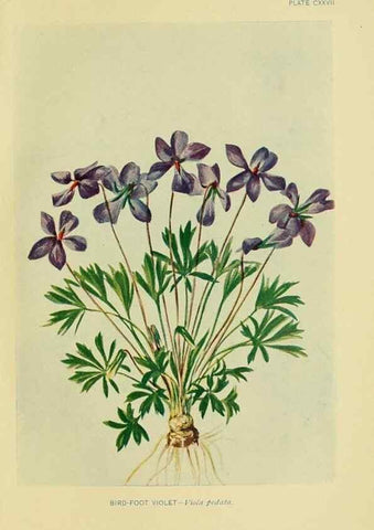 Reproducción/Reproduction 7248372460: How to know the wild flowers :. New York :Scribner's,1893.