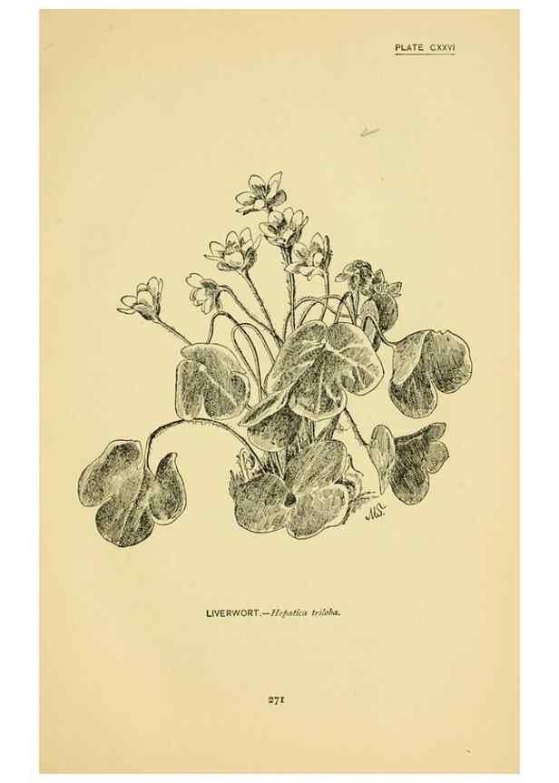 Reproducción/Reproduction 7248371926: How to know the wild flowers :. New York :Scribner's,1893.