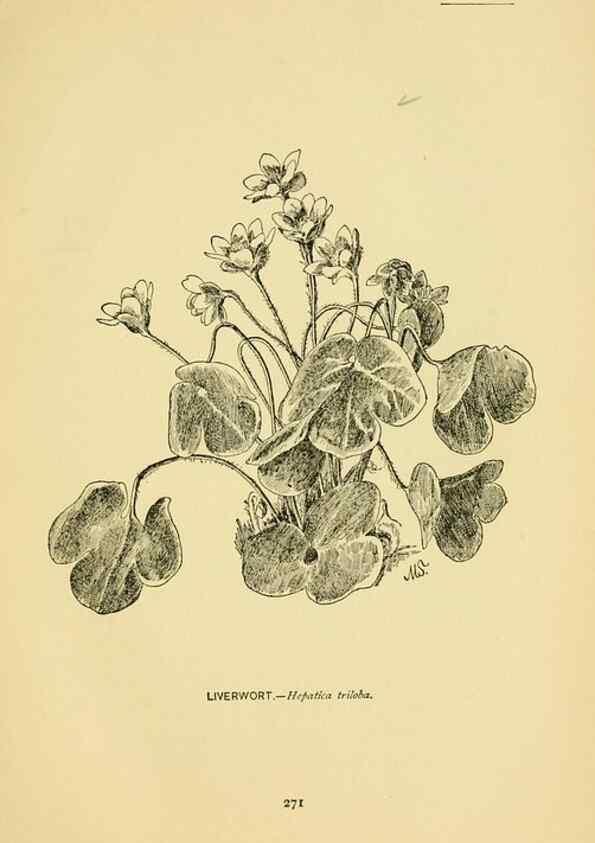Reproducción/Reproduction 7248371926: How to know the wild flowers :. New York :Scribner's,1893.