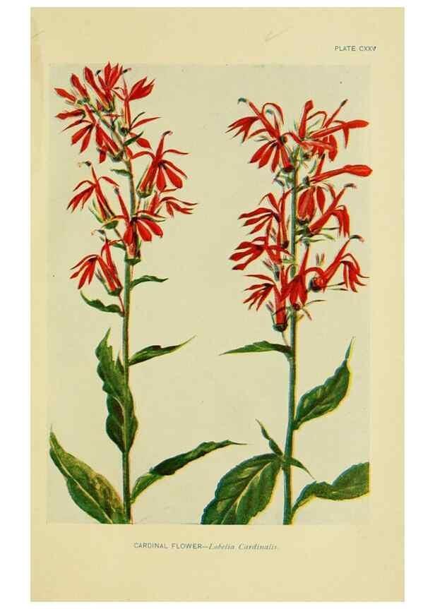 Reproducción/Reproduction 7248371238: How to know the wild flowers :. New York :Scribner's,1893.