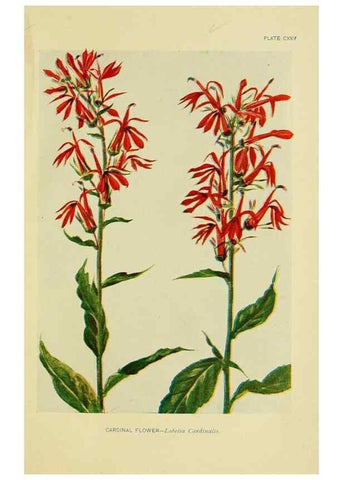 Reproducción/Reproduction 7248371238: How to know the wild flowers :. New York :Scribner's,1893.