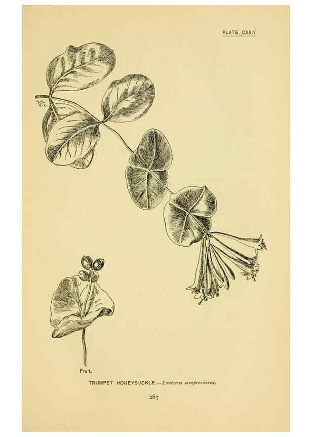 Reproducción/Reproduction 7248370402: How to know the wild flowers :. New York :Scribner's,1893.