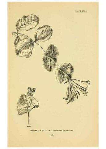 Reproducción/Reproduction 7248370402: How to know the wild flowers :. New York :Scribner's,1893.