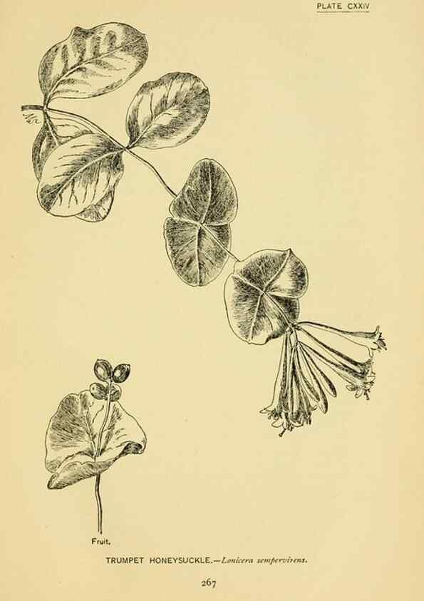 Reproducción/Reproduction 7248370402: How to know the wild flowers :. New York :Scribner's,1893.