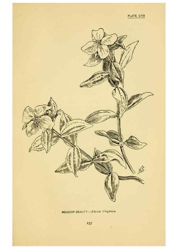 Reproducción/Reproduction 7248361916: How to know the wild flowers :. New York :Scribner's,1893.