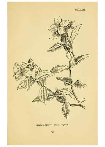 Reproducción/Reproduction 7248361916: How to know the wild flowers :. New York :Scribner's,1893.