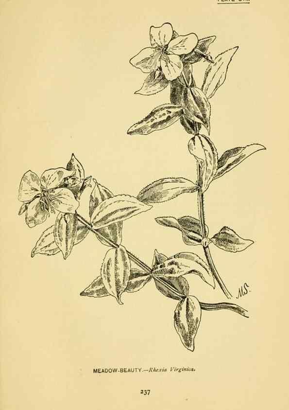 Reproducción/Reproduction 7248361916: How to know the wild flowers :. New York :Scribner's,1893.