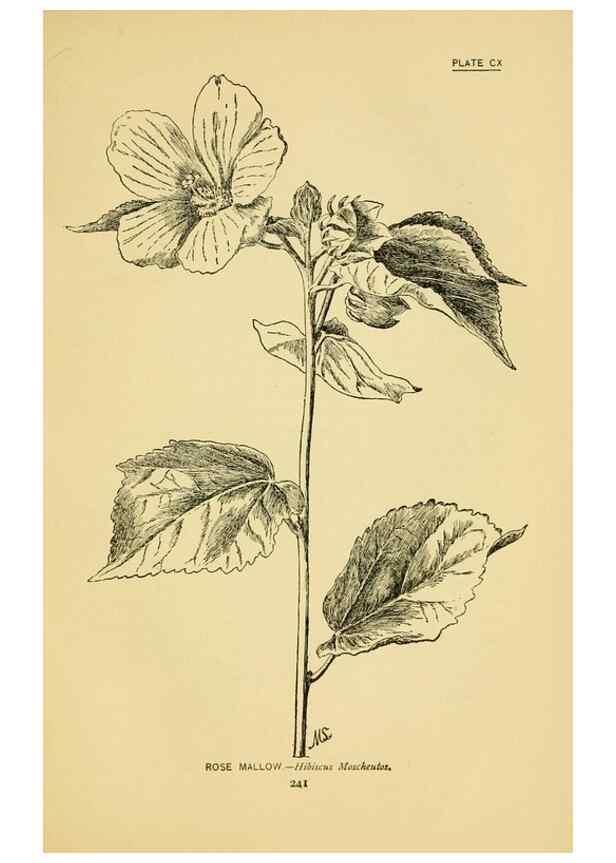 Reproducción/Reproduction 7248362988: How to know the wild flowers :. New York :Scribner's,1893.