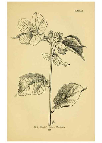 Reproducción/Reproduction 7248362988: How to know the wild flowers :. New York :Scribner's,1893.