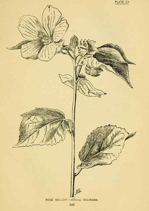 Reproducción/Reproduction 7248362988: How to know the wild flowers :. New York :Scribner's,1893.