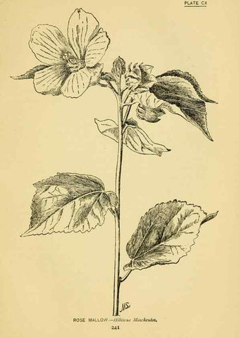 Reproducción/Reproduction 7248362988: How to know the wild flowers :. New York :Scribner's,1893.