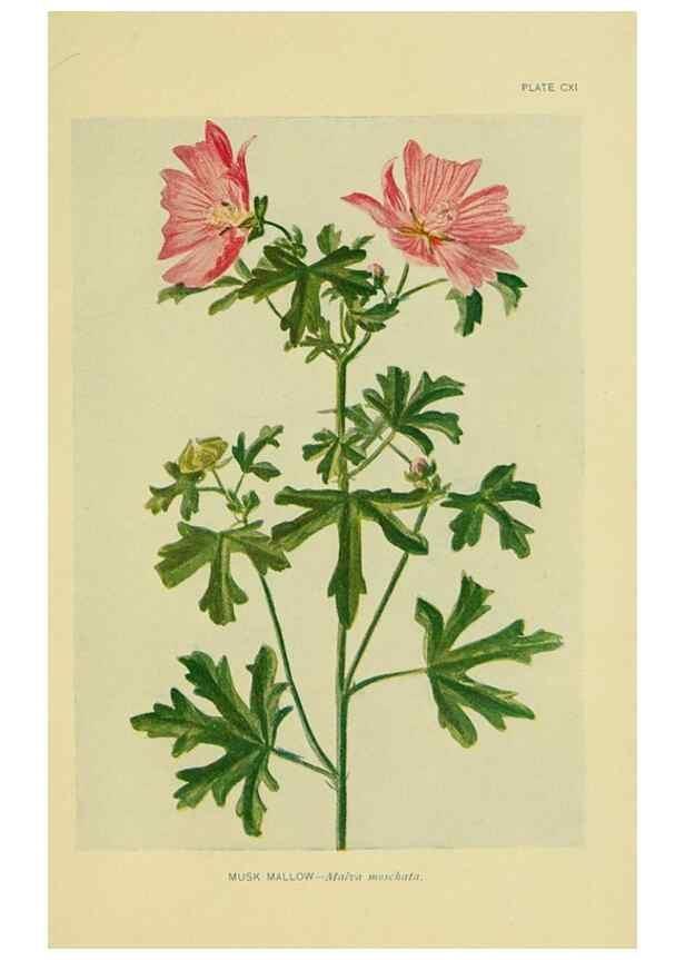 Reproducción/Reproduction 7248363452: How to know the wild flowers :. New York :Scribner's,1893.