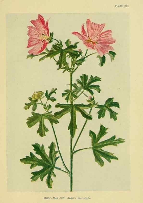 Reproducción/Reproduction 7248363452: How to know the wild flowers :. New York :Scribner's,1893.