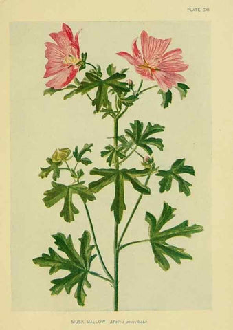 Reproducción/Reproduction 7248363452: How to know the wild flowers :. New York :Scribner's,1893.