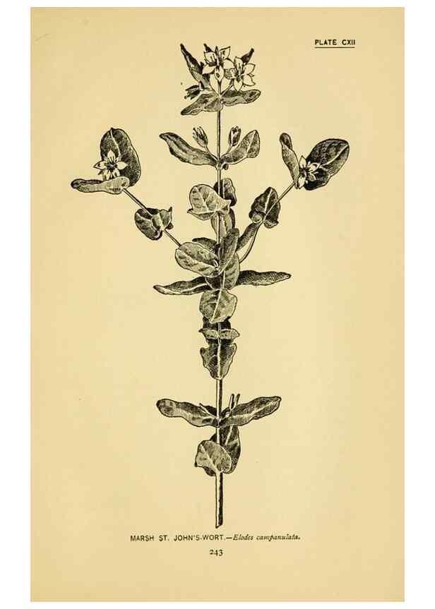 Reproducción/Reproduction 7248363996: How to know the wild flowers :. New York :Scribner's,1893.